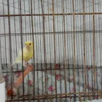 قناری زرد ماده جفت نخورده ، سیبرایت مرغ وخروس