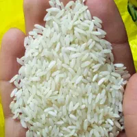 برنج عنبربو خوشپخت شوشتر کیلویی 260