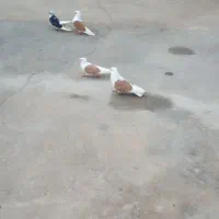 کبوتر پشت دار