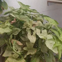 گل خرگوشی دورنگ سبزوقرمز