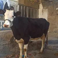 گاوسیمینتال اصیل ابستن|حیوانات مزرعه|صحنه, |دیوار