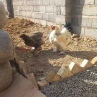 مرغ و خروس برهما هیکلی|حیوانات مزرعه|صائین قلعه, |دیوار