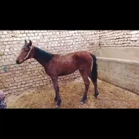 مادیان های یورقه با گوسفند یا بز معاوضه میکنم