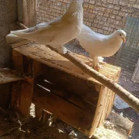 کبوتر|پرنده|بندر ماهشهر, |دیوار