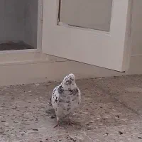 کبوتر پرشی|پرنده|ری, فیروزآبادی|دیوار