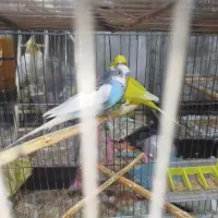 جفت مرغ عشق مولد