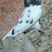 اسباب بازی|اسباببازی|ایرانشهر, |دیوار