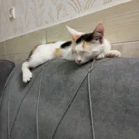 واگذاری گربه کالیکو|گربه|ورامین, خیر آباد|دیوار