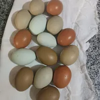 مرغ و خروس زینتی|حیوانات مزرعه|سیرجان, |دیوار