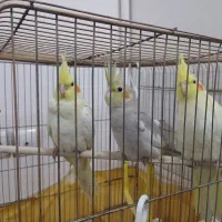 عروس هلندی لوتینو و آهویی