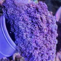 Abshorشقایق سنگ آب شور|کلکسیون و سرگرمی|تهران, جوادیه تهرانپارس|دیوار