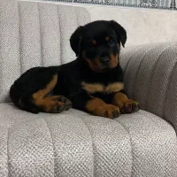 توله سگ روتوایلر سگ گارد