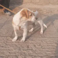500000|سگ|تاکستان, |دیوار