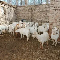 ۲۵ راس بز اصیل سانن آبستن سنگین همه دوقلو زا جوان