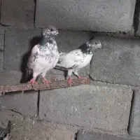 کفتر پاکستانی|پرنده|بندرعباس, |دیوار