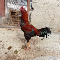 خروس لاری|حیوانات مزرعه|سروآباد, |دیوار