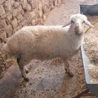 بره افشار