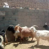بزچاق تخت وجوون زنگی اباد