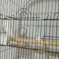 جفت عروس هلندی مولد،آلبینو،دوکت،ایزابلا،لوتینو|پرنده|ری, دیلمان|دیوار