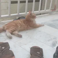 واگذاری گربه