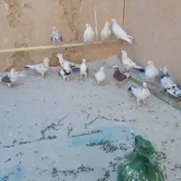 کبوتر|پرنده|سمنان, |دیوار