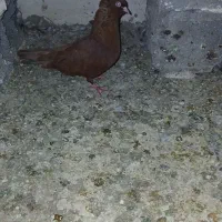 کفتر پرشی و جفتگاه معاوضه دارم با دم سفید