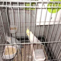 عروس هلندی جفت|پرنده|چهاردانگه (تهران), |دیوار