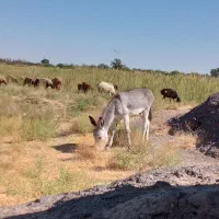 کره خر نر‌ گله ایی