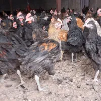 مرغ و خروس محلی درجه یک