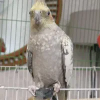 عروس هلندی ماده