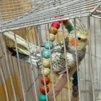 8 تا عروس هلندی یه دونه گل باقالی|پرنده|صومعهسرا, |دیوار