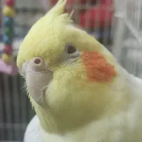 پرنده گمشده پیدا کردم