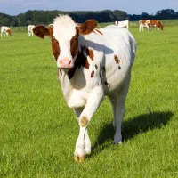 کانال کشاورزان و دامداران کوردستان در روبیکا