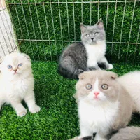 تعدادی توله گربه اسکاتیش|گربه|مشهد, وکیل‌آباد|دیوار