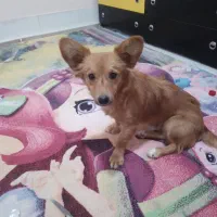 توله نرپاپی