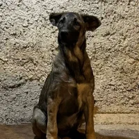 سگ گله ونگهبان