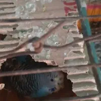 دوجفت مرغ عشق|پرنده|مسجد سلیمان, |دیوار