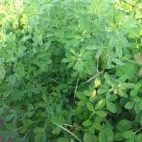 سبزی خورشتی|خوردنی و آشامیدنی|شوش, |دیوار