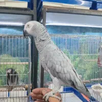 هایپر پرندگان|پرنده|بیجار, |دیوار