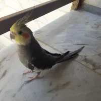 عروس هلندی نر نژاد سینامون