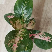 اولی رد استار خاص تمرین اگلونما قیمت ۳۸۰ تومن|گل و گیاه طبیعی|مراغه, |دیوار