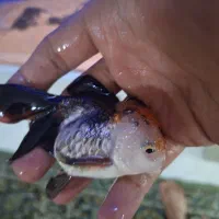 ماهی گلدفیش