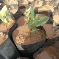 نهال پسته