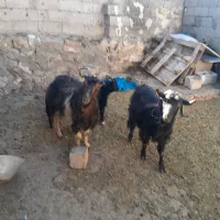 ۲ عدد بز جوان به همراه ۲ عدد بزغاله نر|حیوانات مزرعه|اردبیل, |دیوار