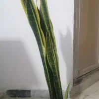 سانسوریا طلایی|گل و گیاه طبیعی|شیروان (خراسان), |دیوار