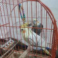 فروش عروس هلندی