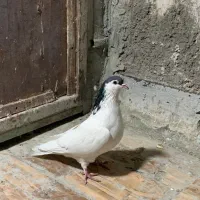 نر یال سیاه|پرنده|کرمان, |دیوار