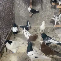 کبوتر بوم رنگه