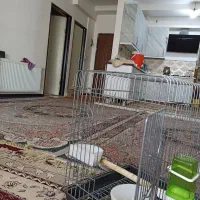 قفس عروس هلندی