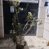 گل طبیعی  مخصوص باغ و باغچه و ویلا|گل و گیاه طبیعی|محمدشهر, |دیوار